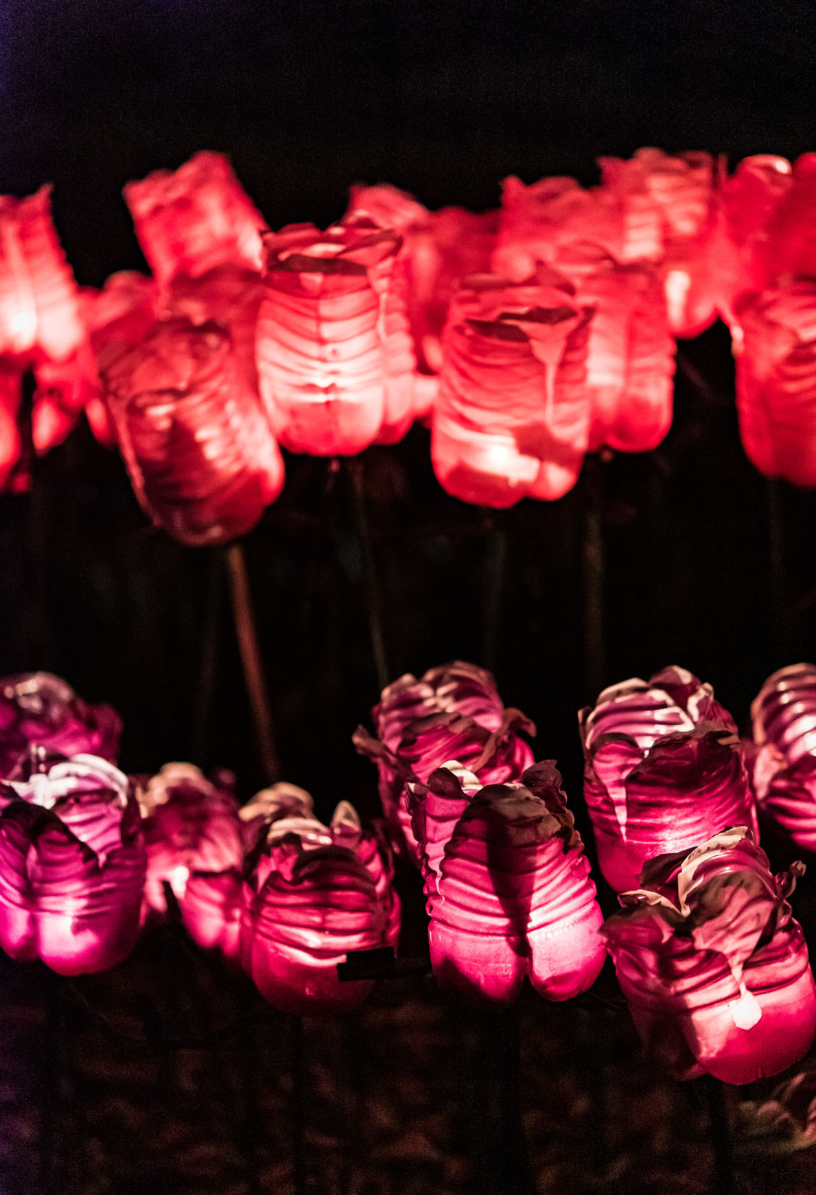 Ciener Garden Tulip Holiday Blooms Light Display